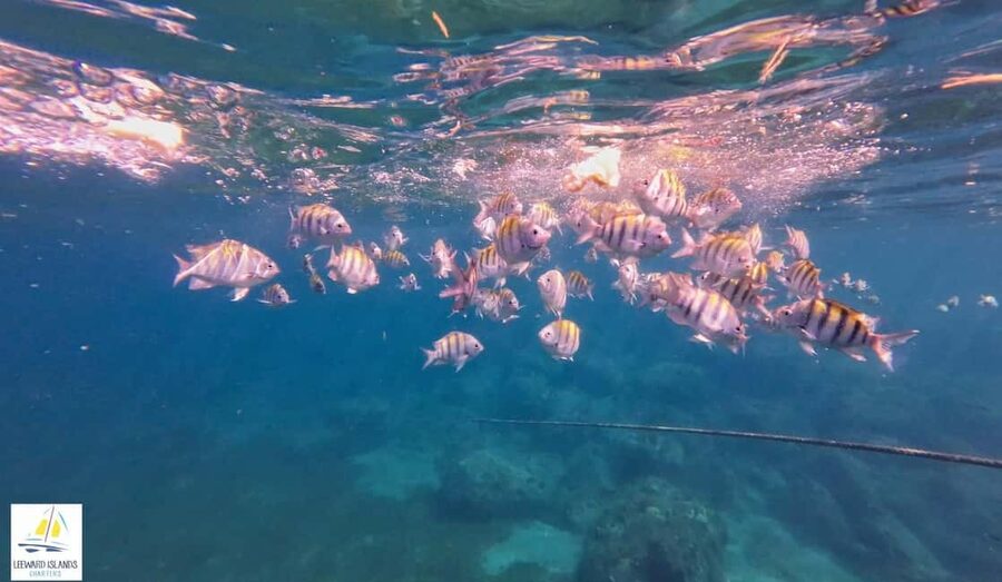 Basseterre: St Kitts 4-hour Catamaran Snorkel Cruise & Lunch - Should you book the St. Kitts catamaran cruise?