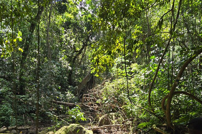 Half-Day St. Kitts Rainforest Hike - Why this rainforest hike feels different from a standard island tour