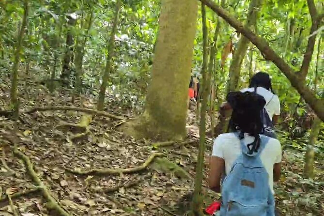Half-Day St. Kitts Rainforest Hike - Monkeys, mongoose, and the limits of wildlife watching