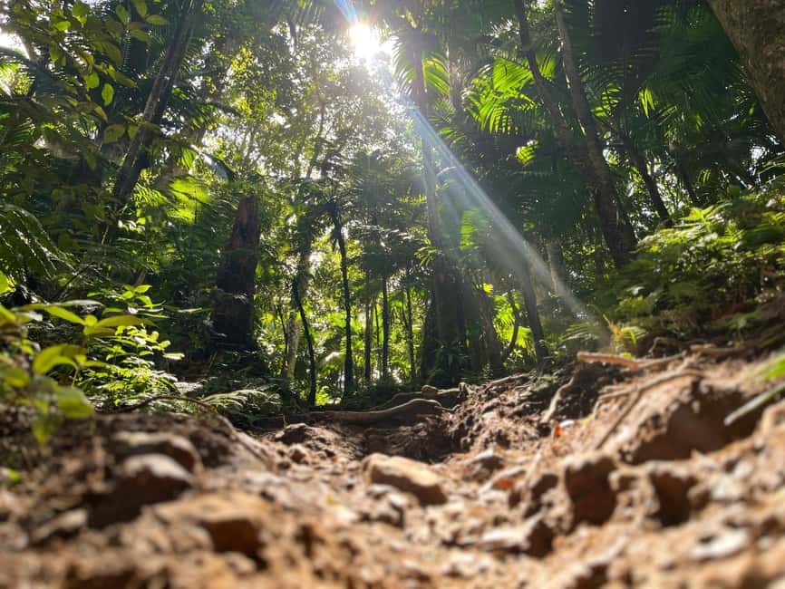 Hike St. Kitts: Highest peak Mount Liamuiga Volcano - Practical plan for a better day on Mount Liamuiga