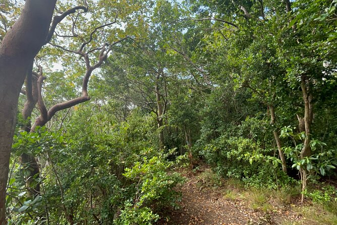 Hike St Kitts: Wingfield Rainforest and Romney Experience - Walking beneath the Wingfield rainforest canopy