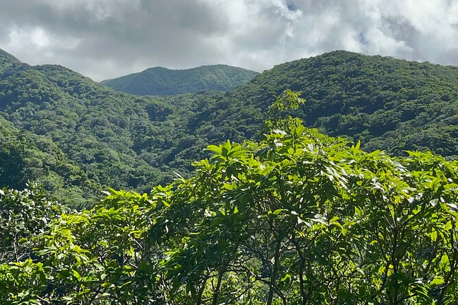 Hike St Kitts: Wingfield Rainforest and Romney Experience - Wingfield Estate brings sugar history into the day