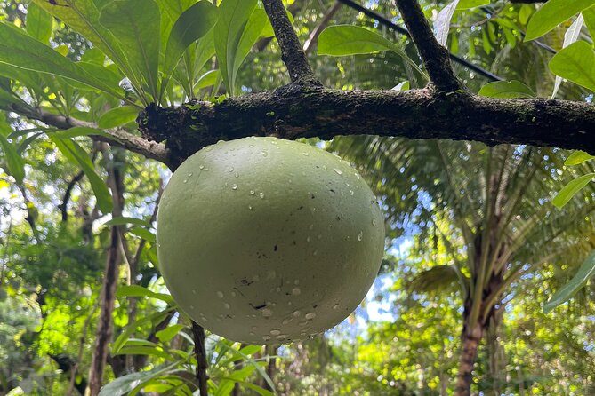 Hike St Kitts: Wingfield Rainforest and Romney Experience - Is $85 a good value?