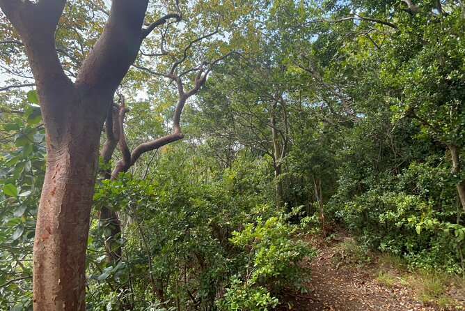 Hike St Kitts: Wingfield Rainforest and Romney Experience - The climb to the 1,100-foot viewpoint