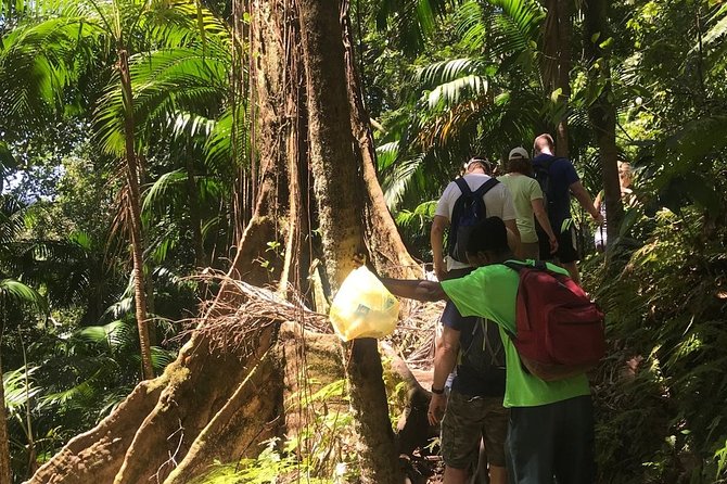 Hiking Mount Liamuiga Volcano in St Kitts - Is $100 good value?