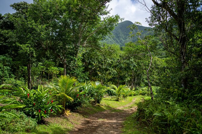 Liamuiga Natural Farm Tour - St.Kitts' Coffee Farm - Key things to know before booking