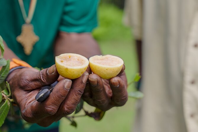 Liamuiga Natural Farm Tour - St.Kitts' Coffee Farm - Walking the scenic trails