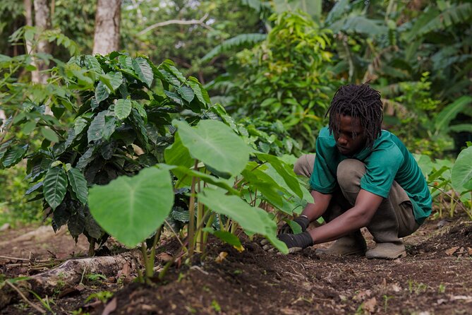 Liamuiga Natural Farm Tour - St.Kitts' Coffee Farm - How the tour compares with other St. Kitts outings