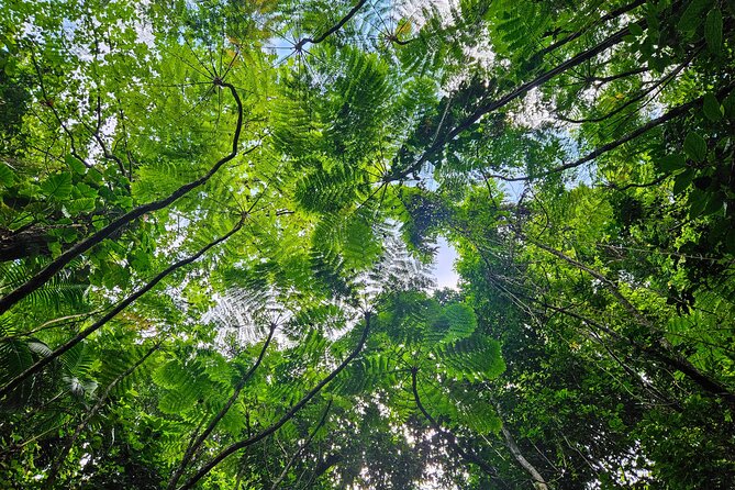 Mindfulness Rainforest Hike, Forest Bathing, Volcanic Hot Springs - Why Six People Makes a Difference