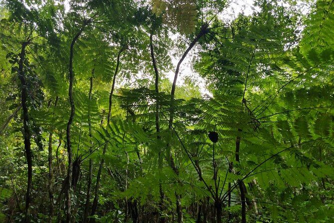 Mindfulness Rainforest Hike, Forest Bathing, Volcanic Hot Springs - Who Will Enjoy This Nevis Experience