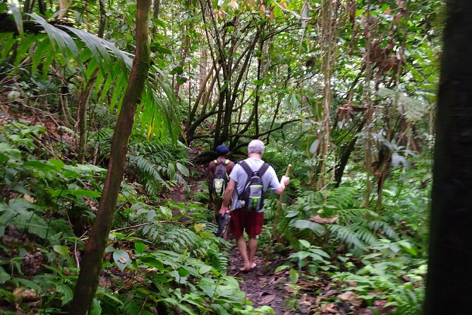 Mindfulness Rainforest Hike, Forest Bathing, Volcanic Hot Springs - Charlestown Hot Springs and Local Herbal Tea