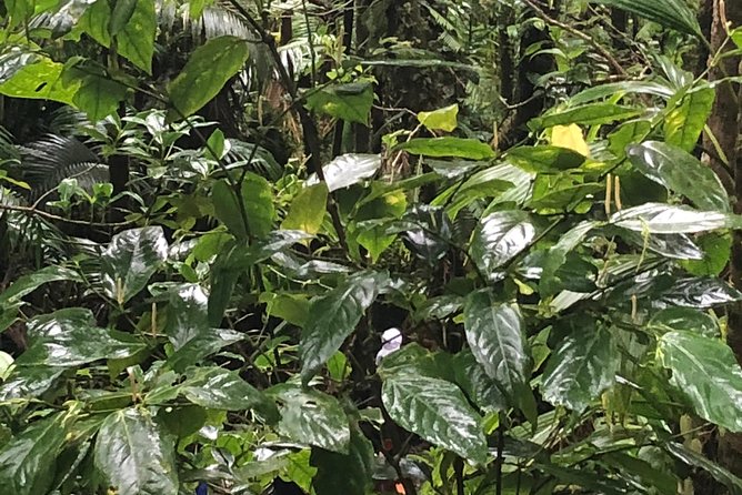 Mount Liamuiga Volcano Tours - Reaching Mount Liamuiga through St. Kitts villages