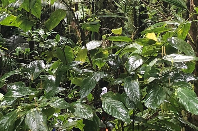 Mount Liamuiga Volcano Tours - What five hours really means for your day
