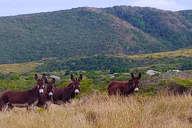 Nevis Historical Walking Tour - Who will get the most from this walk