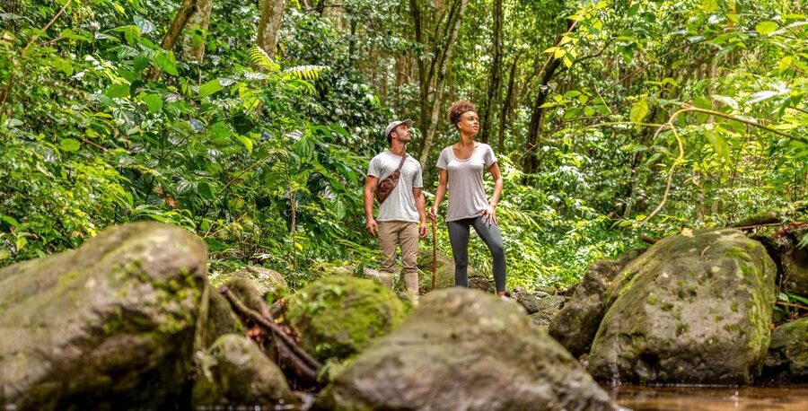 Rainforest Adventure - Walking beside the Wingfield River