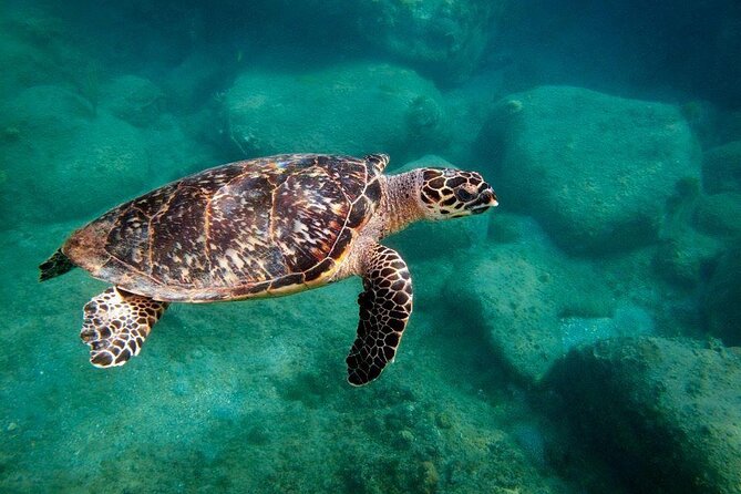 Snorkel Lunch & Lounge: Bluewater or Snorkel and Lunch: Leeward - Key details to know before booking