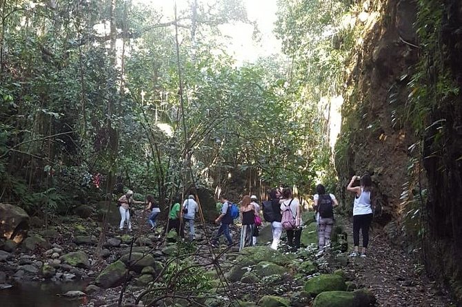 St Kitts Half-Day Rainforest Tour - Romney Manor and the path into the trees