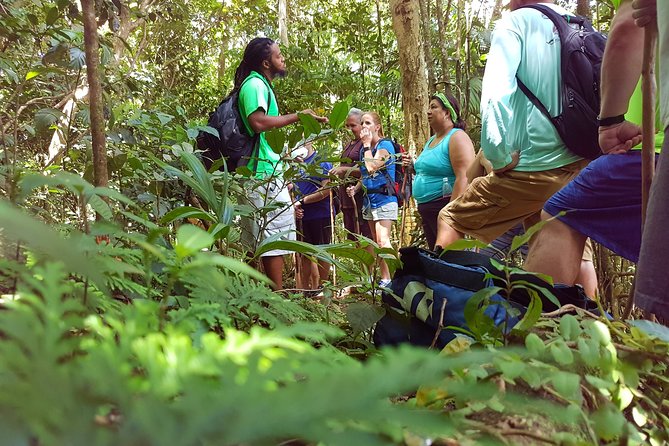 St Kitts Half-Day Rainforest Tour - Watching for vervet monkeys and tropical birds