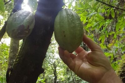 St. Kitts Half-Day Rainforest Tour