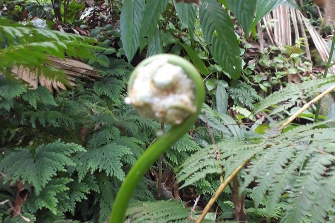 St Kitts Half-Day Rainforest Tour - How the $85 price holds up