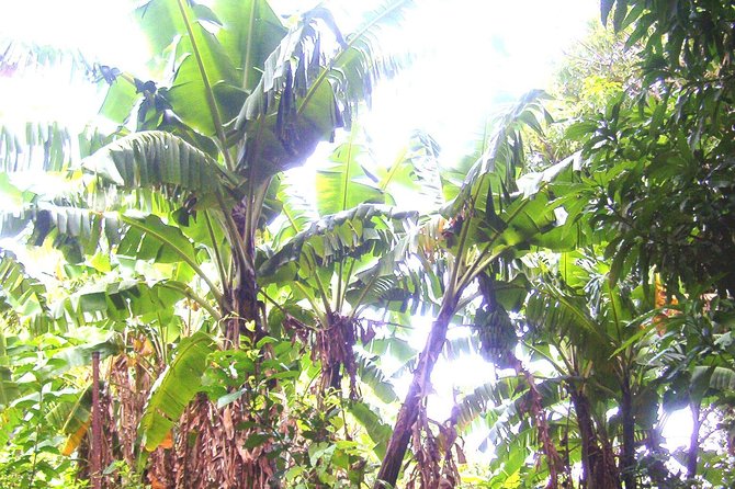 St Kitts Half-Day Rainforest Tour - Cruise timing needs careful attention