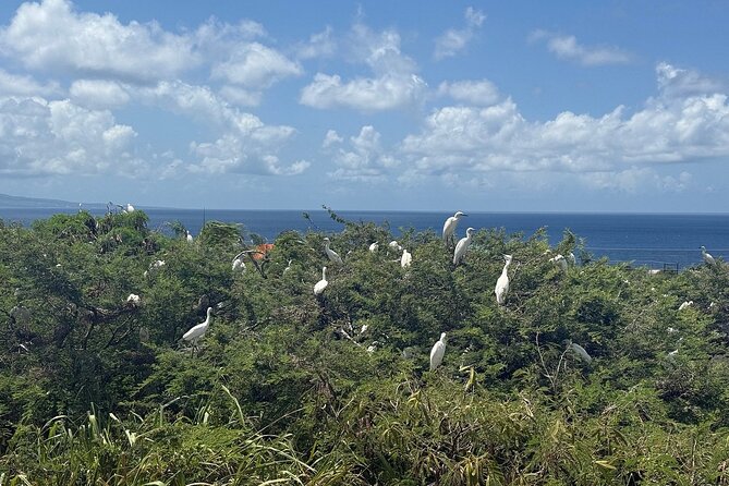 St. Kitts No Hustle No Hassle Private Tour with Don - Romney Manor and Caribelle Batik
