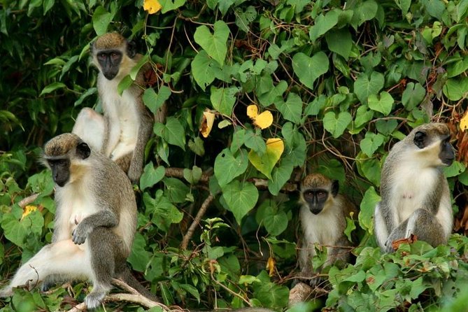 St. Kitts Rainforest Tour - Key points at a glance