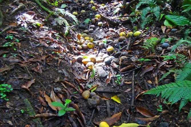 St. Kitts Rainforest Tour - Why this St. Kitts rainforest trip is different