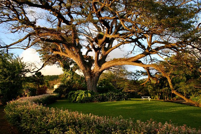 St. Kitts Rainforest Tour - The open safari truck ride to Wingfield Estate