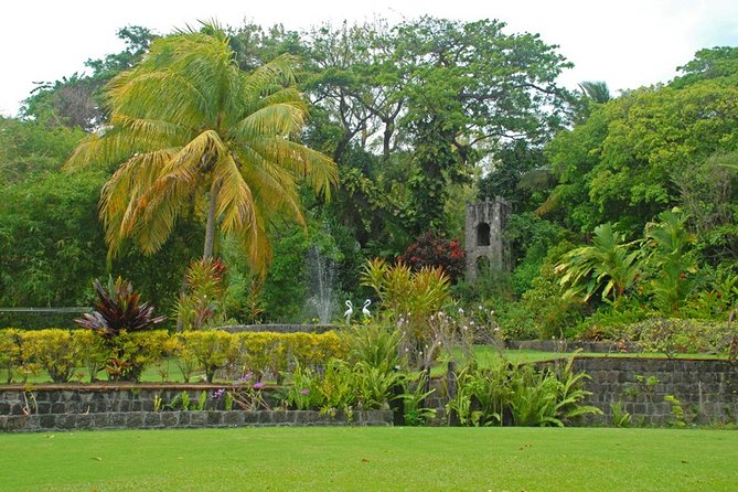 St. Kitts Rainforest Tour - Plants, animals, and the island’s working past