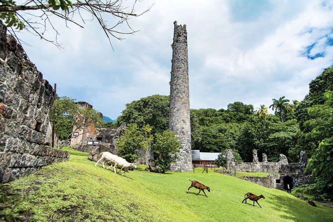 St. Kitts Rainforest Tour - How much value do you get for $70?