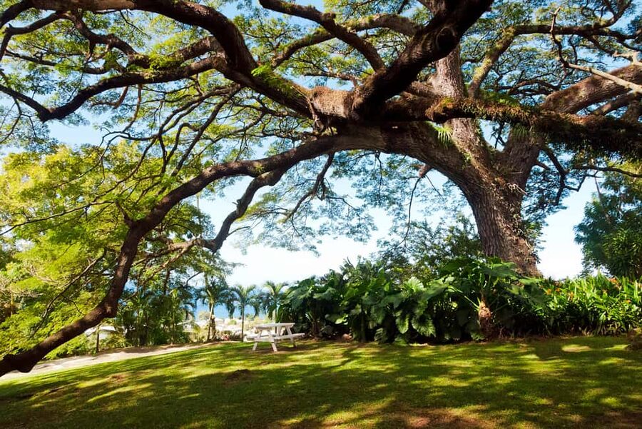 St. Kitts: Top Sights Guided Van or Open-Air Safari Tour - Is the $55 price fair?