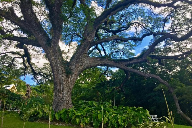 St Kitts Traditional Lunch & Half Day Island Tour - Romney Manor and Caribelle Batik