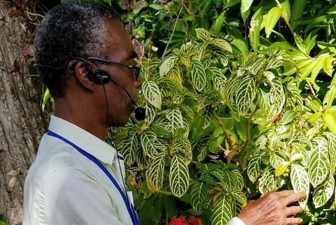 The Grand Tour of St. Kitts - Romney Manor combines gardens, craft, and local color