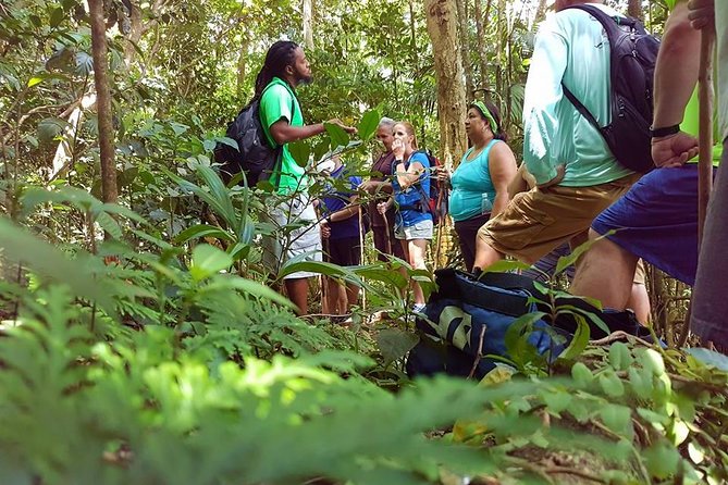 Tropical Rain Forest Explorer Hike In St. Kitts - Key Points Before You Book