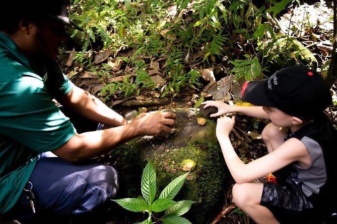 Tropical Rain Forest Explorer Hike In St. Kitts - Plants, Trees, and Forest Life