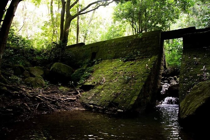 Tropical Rain Forest Explorer Hike In St. Kitts - What the $70 Price Buys You