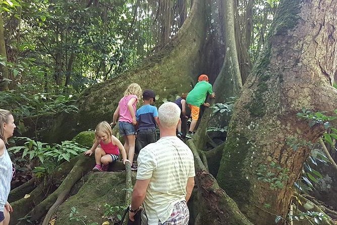 Tropical Rain Forest Explorer Hike In St. Kitts - Group Size, Pace, and Physical Effort