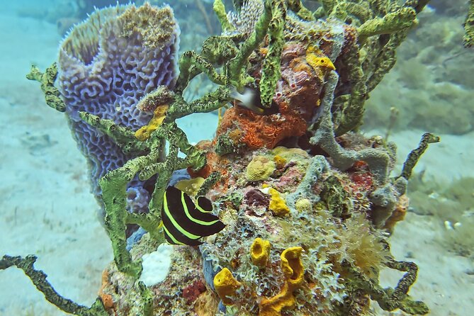VIP Private Guided Scuba Diving/Snorkeling Excursion - Guided Scuba With Amanda