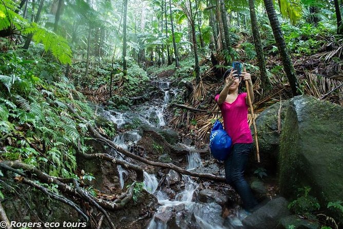 Volcano Caldera (Mt. Liamuiga) Trek / Hike - Key points to know before booking