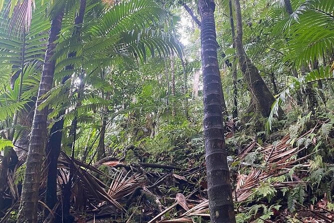 Wingfield Rainforest Adventure Hike and Caribelle Batik stop - Is $69.99 a fair price?